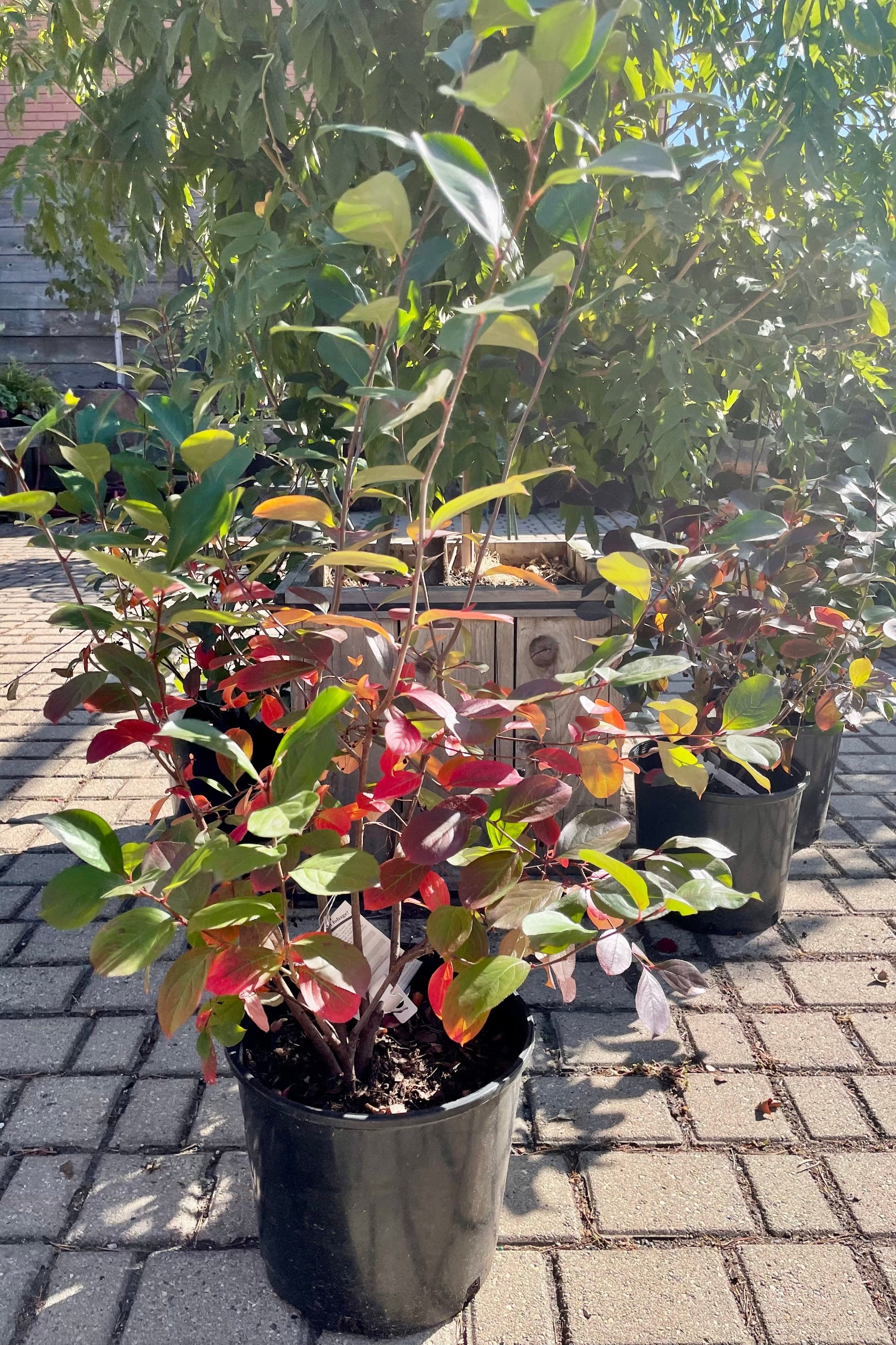 Premium Aronia Melanocarpa Var. Elata #3 - Organic Black Chokeberry Plant for Home Garden, Landscaping & Healthy Juicing | Fast-Growing, Cold-Hardy Shrub with Antioxidant-Rich Berries