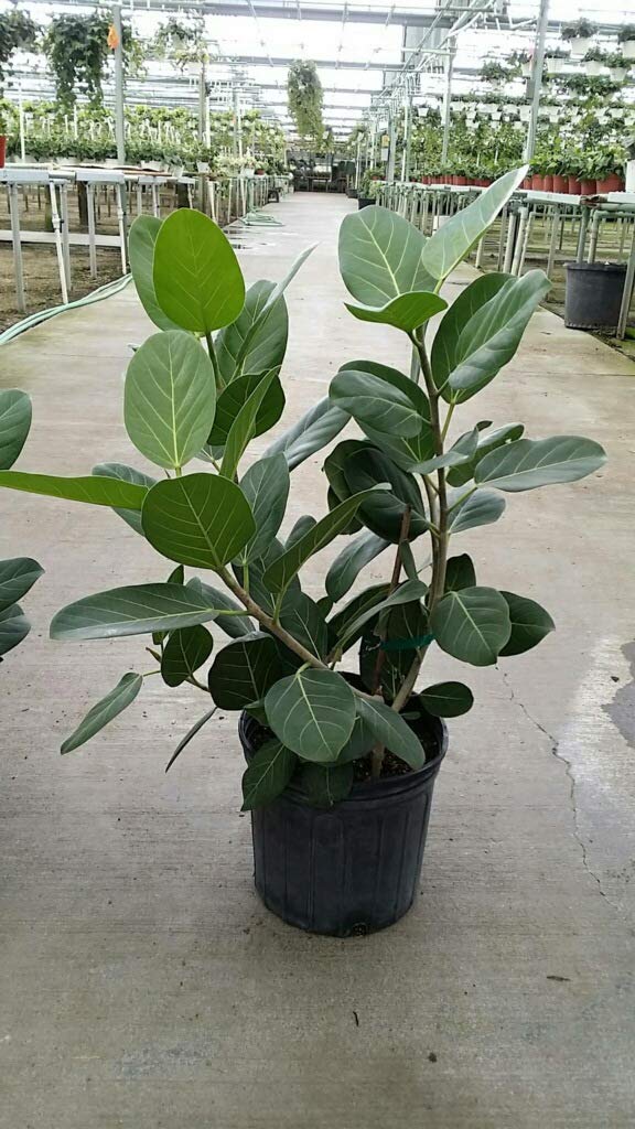 Ficus Audrey Live Plant - Ficus Benghalensis in 10 Inch Pot - Indoor Ornamental Tree for Home & Office Decor - Perfect for Living Room, Bedroom, or Workspace