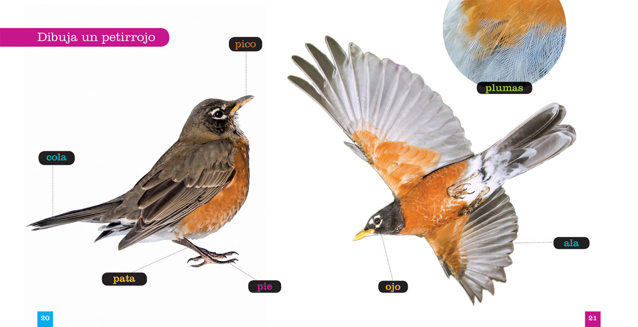 American Robins Book 9781640260948 - Learn About Birds, Nature & Wildlife - Perfect for Birdwatchers & Nature Enthusiasts