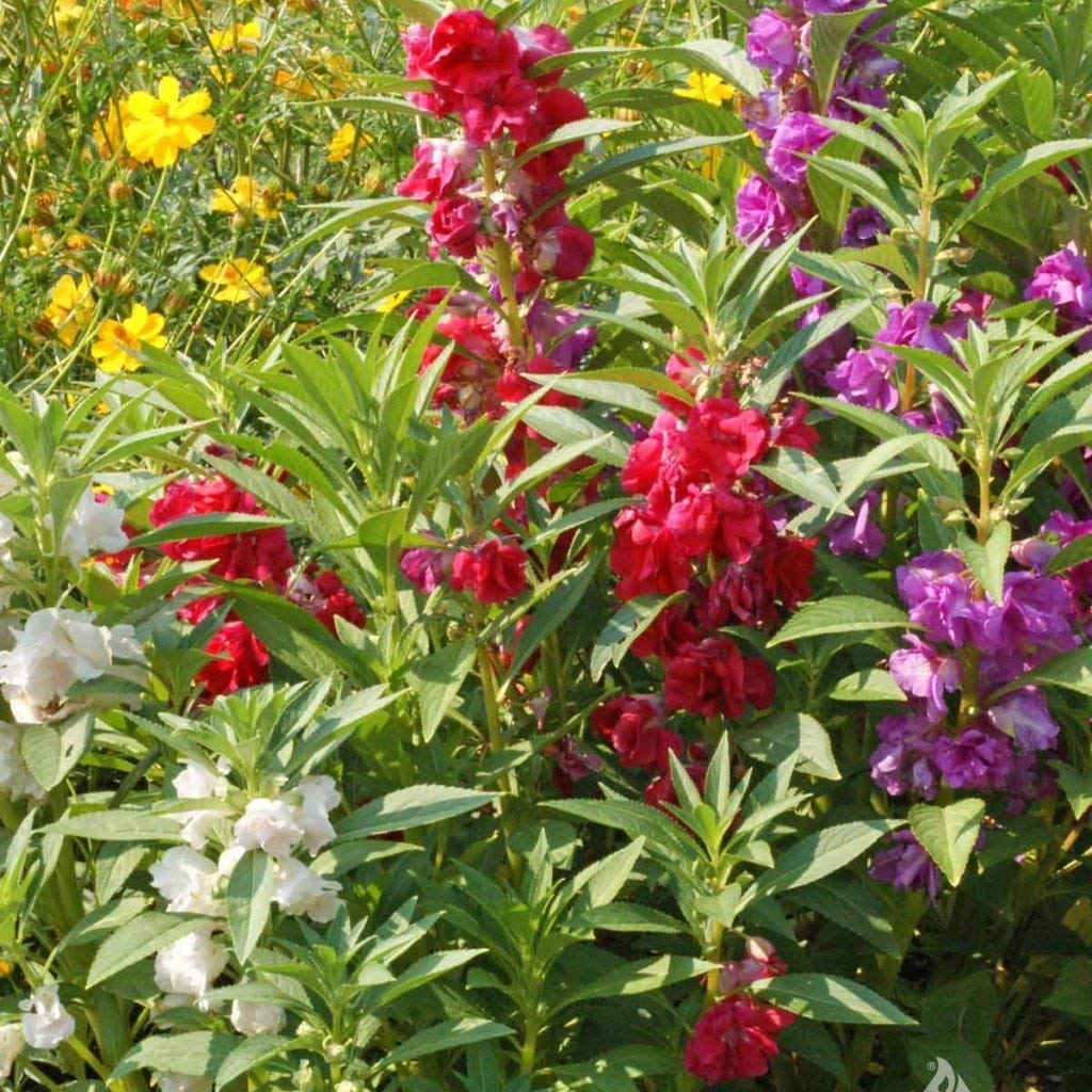 Garden Balsam Mix Impatiens Balsamina Seeds - Pack of 50 Flower Seeds for Planting, Colorful Blooming Annuals - Perfect for Home Gardens, Borders & Container Planting