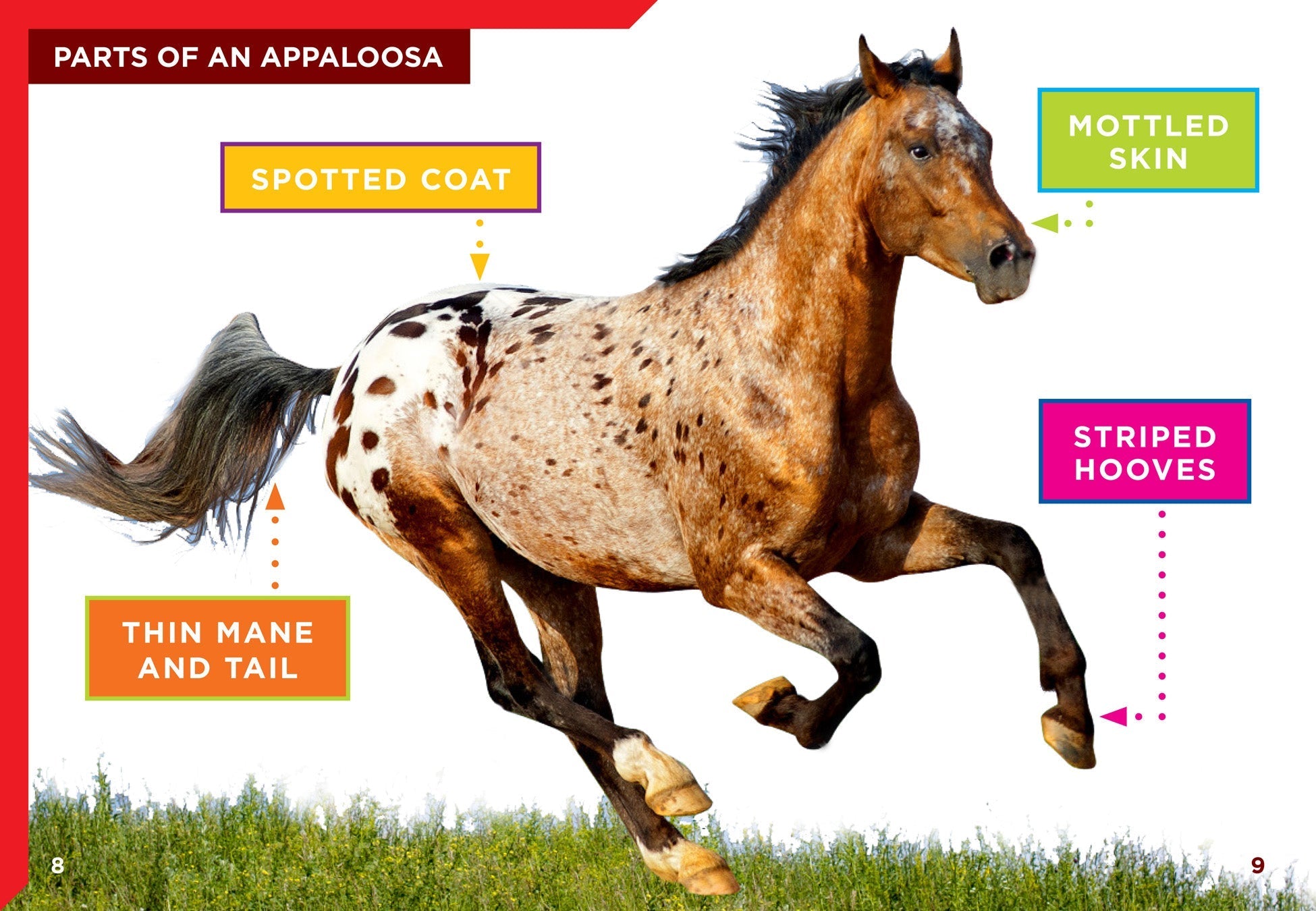 Appaloosa Horses for Sale - Beautiful Spotted Coat Patterns | Perfect for Trail Riding, Shows & Ranch Work