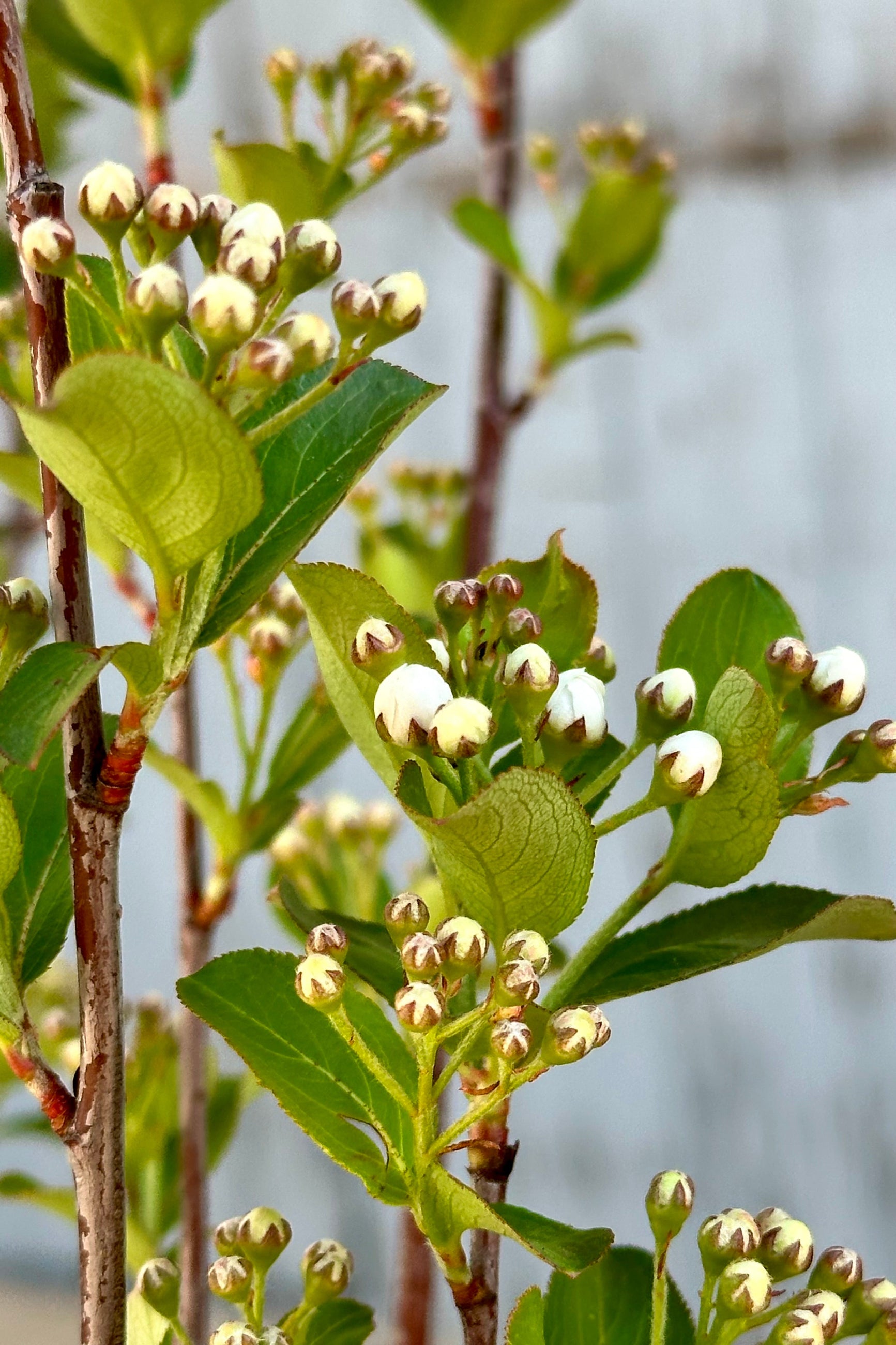 Premium Aronia Melanocarpa Var. Elata #3 - Organic Black Chokeberry Plant for Home Garden, Landscaping & Healthy Juicing | Fast-Growing, Cold-Hardy Shrub with Antioxidant-Rich Berries