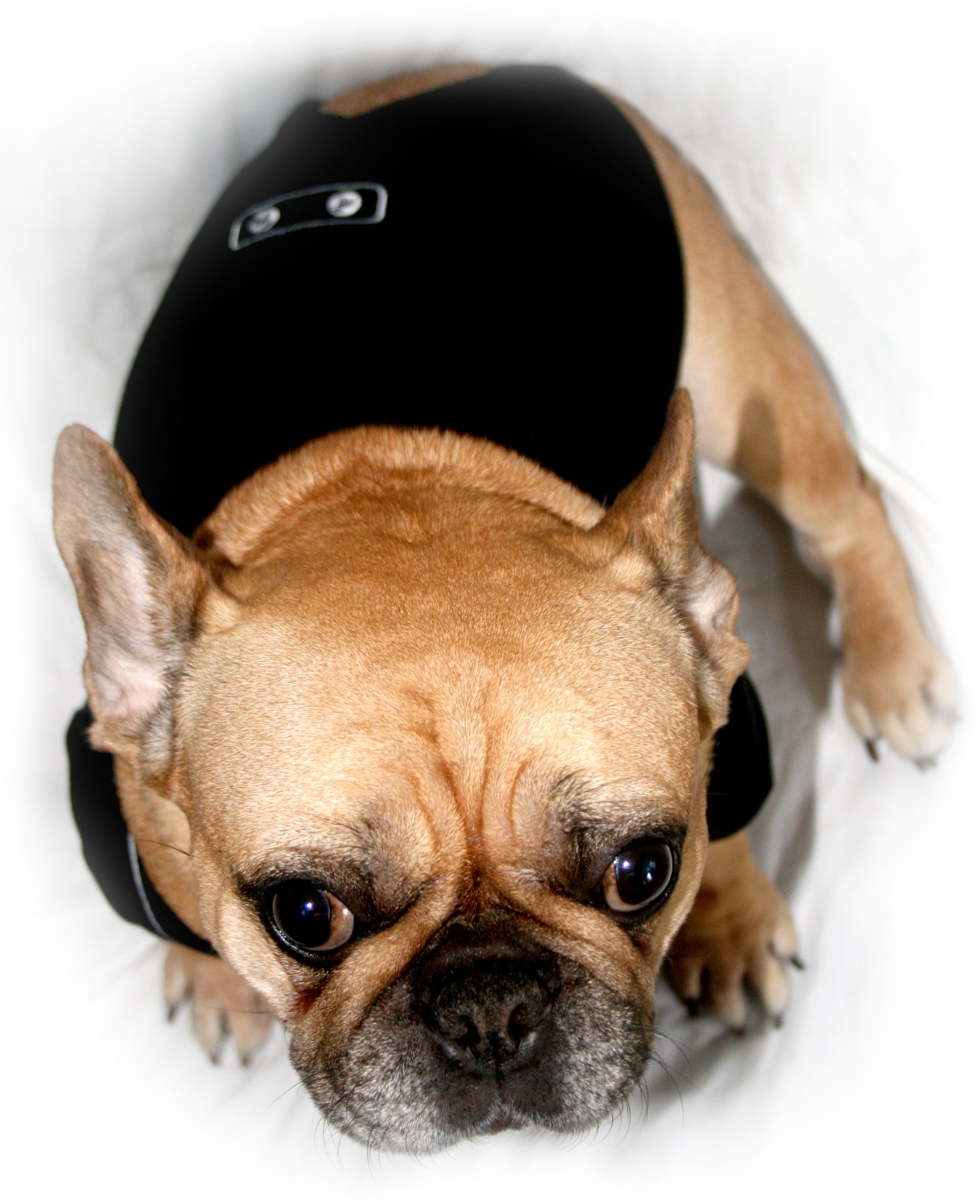 Premium Dog Tuxedo for Medium Dogs - Formal Pet Suit for Weddings, Parties & Special Occasions