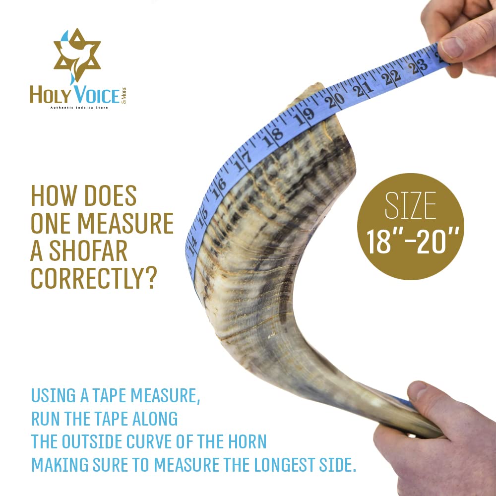Holy Voice Handcrafted Kosher Ram Shofar from Israel 18