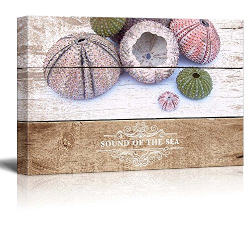 Sea Urchin - 01