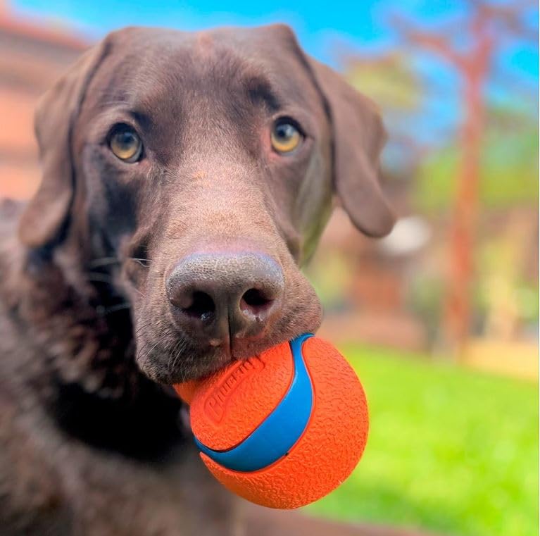 Chuckit! Ultra Tumbler Dog Fetch Toy - Durable Outdoor Flying Disc for Medium & Large Dogs - Perfect for Beach, Park & Backyard Playtime