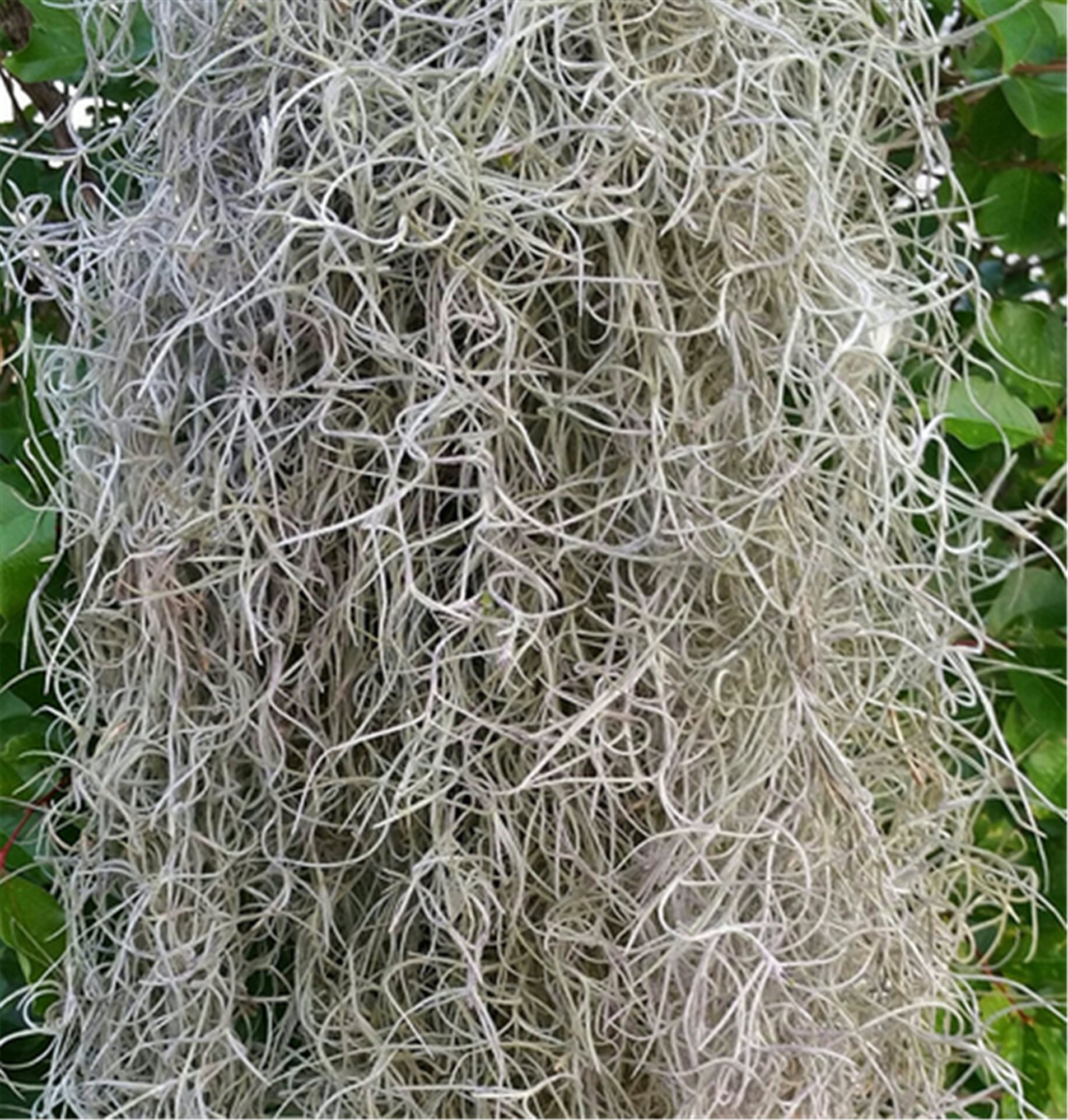 Spanish Moss - 5 lb Bulk Box for Floral Arrangements, Wreaths, and DIY Crafts - Natural Decorative Moss for Wedding Centerpieces, Home Decor, and Garden Projects