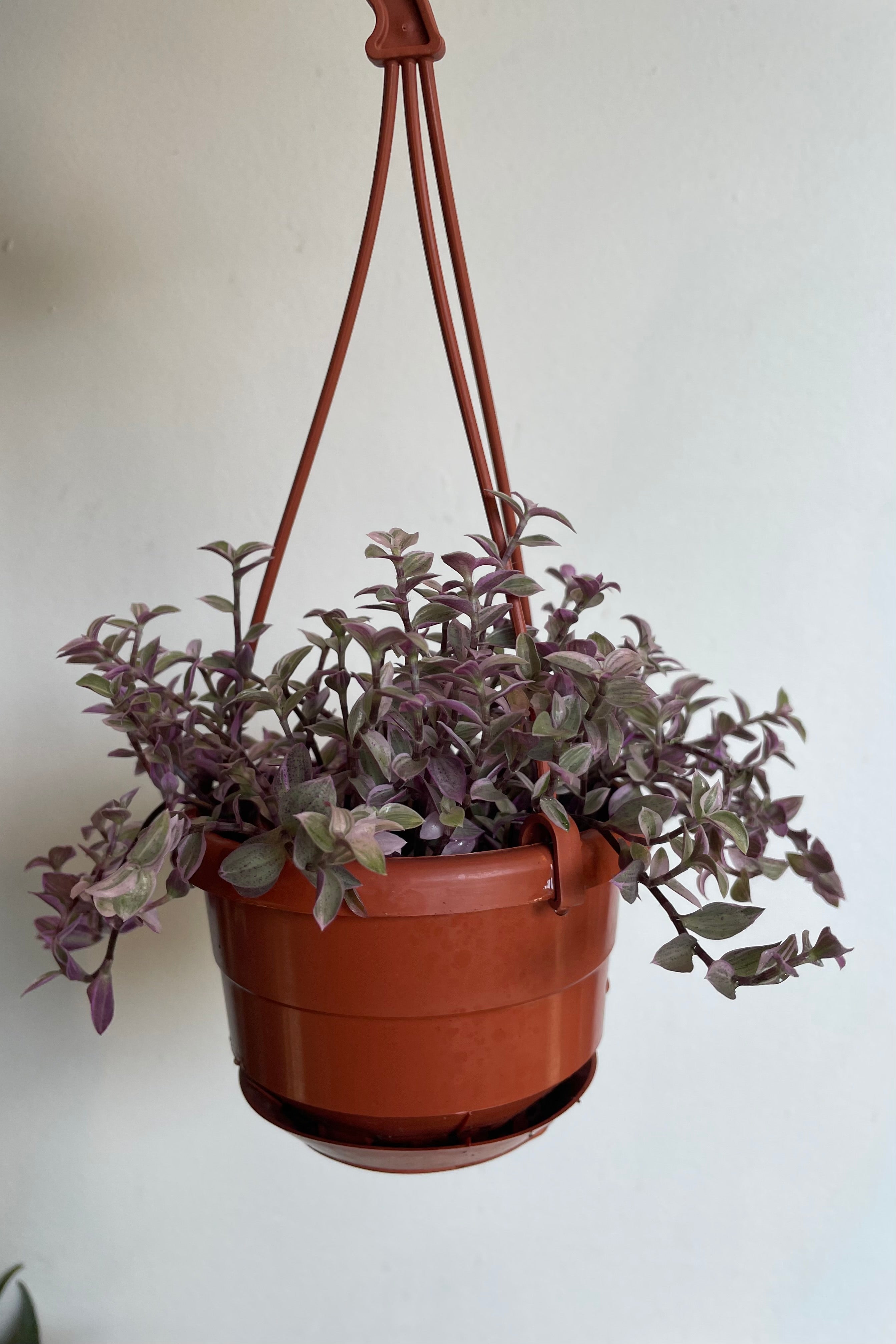 Pink Panther Callisia Repens - 4 Inch Hanging Basket Plant for Home Decor, Office & Indoor Gardening | Perfect for Shelves, Balconies & Gift Giving