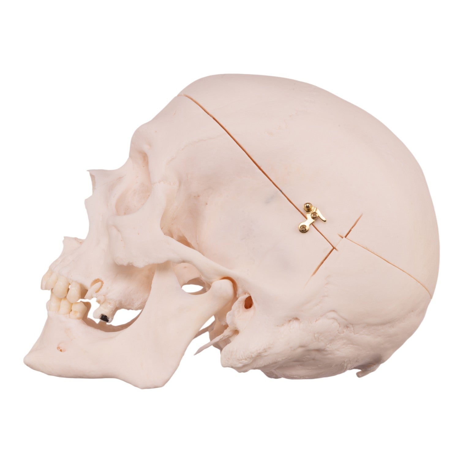Premium Anatomical Human Skull Model - Accurate Medical & Educational Replica for Students, Doctors & Collectors | Perfect for Classroom Study, Halloween Decor & Scientific Research