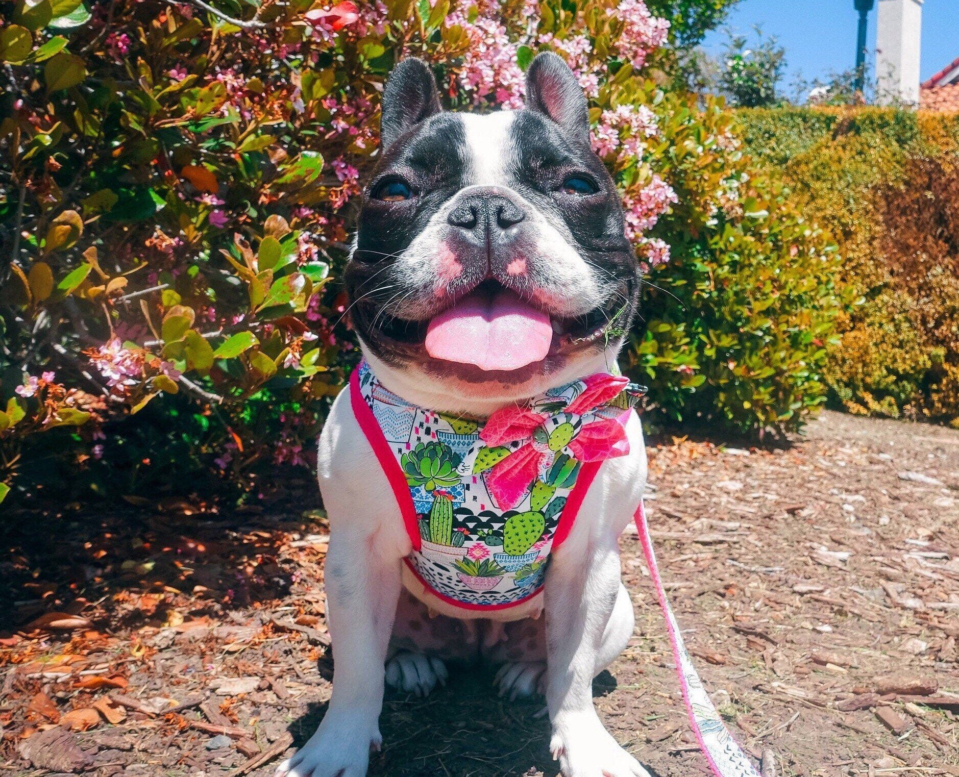 Premium Dog Harness for Small & Medium Dogs - Adjustable & Breathable Pet Vest with Padded Handle - Perfect for Walking, Hiking & Outdoor Adventures