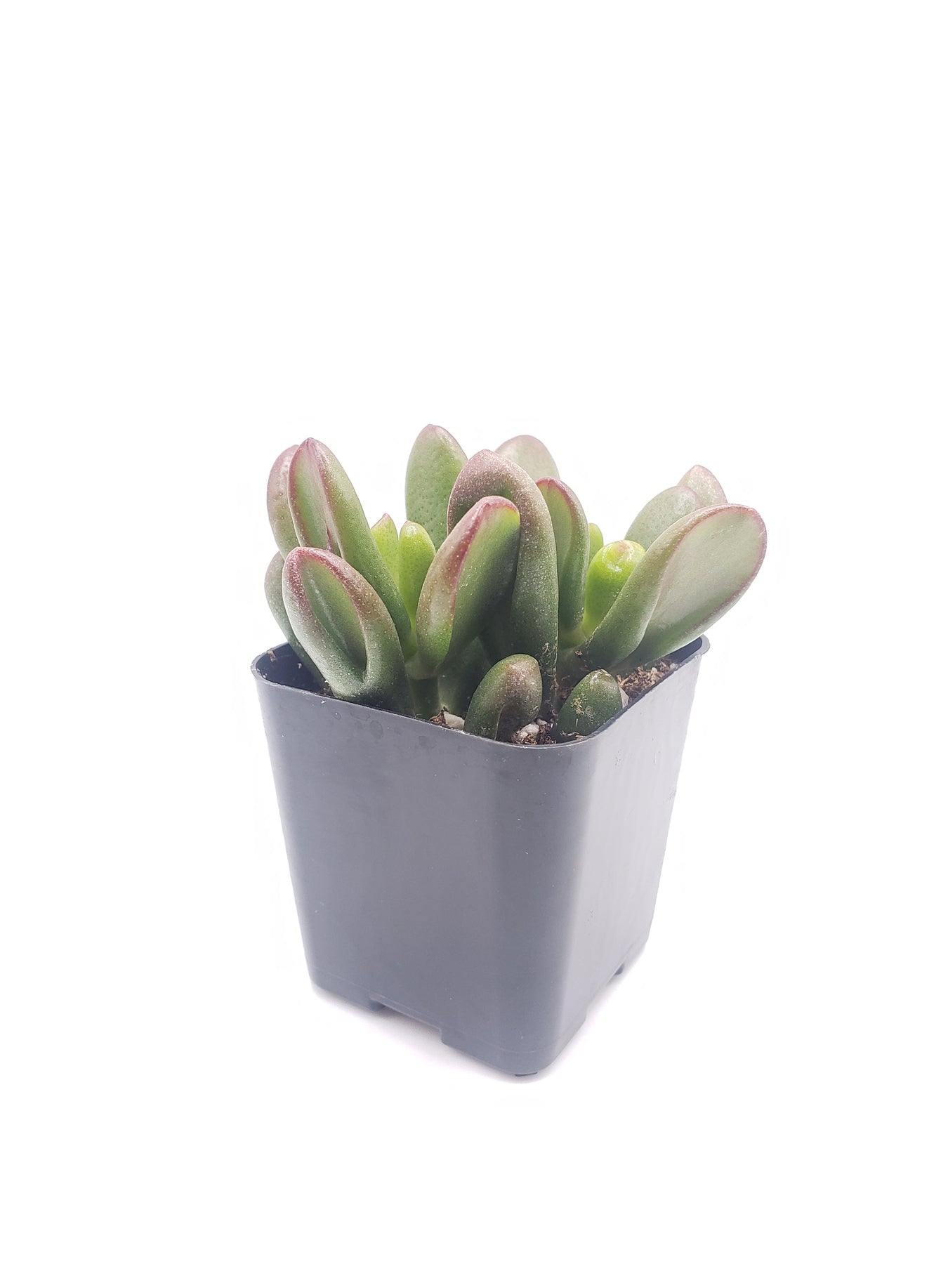 Crassula Ovata 'Gollum' - Unique Succulent Plant for Home Decor, Office Desk, and Garden Landscaping