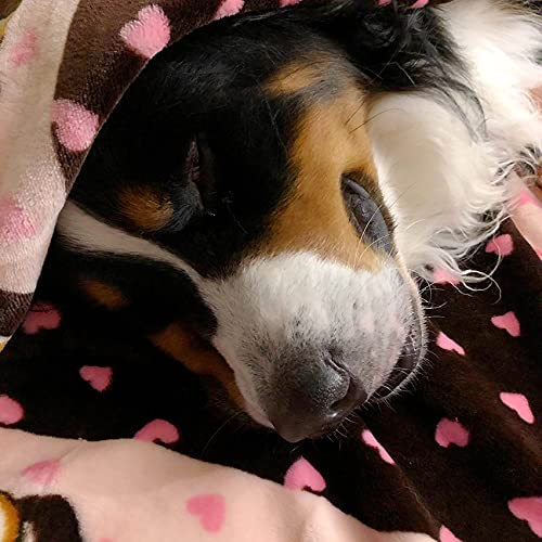 Original Snuggle Puppy Essentials Starter Kit - Heartbeat Dog Toy & Calming Aid with 3 Heat Packs, Puppy Teething Chew Toy & Soft Blanket for Anxiety Relief | Perfect for New Puppies, Separation Anxiety & Crate Training