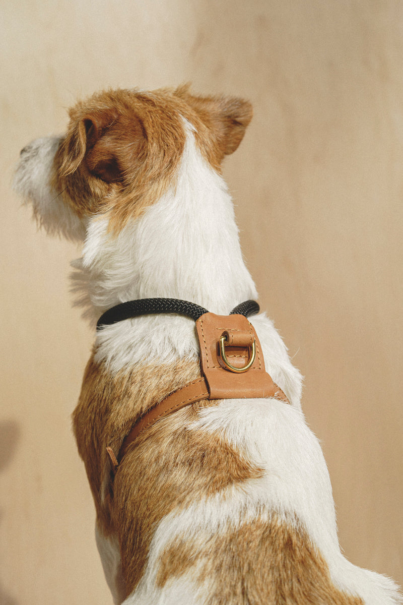 Premium Adjustable Dog Harness for Small & Medium Dogs - Soft Padded No-Pull Pet Vest with Handle - Perfect for Walking, Hiking & Training (Pony Makarony Ginger Design)