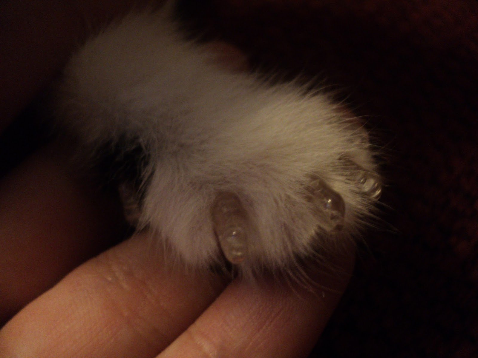 Premium HDP Kitty & Doggy Nail Caps - Large Size, Clear Color | Safe Pet Nail Cover for Furniture Protection & Scratch Prevention