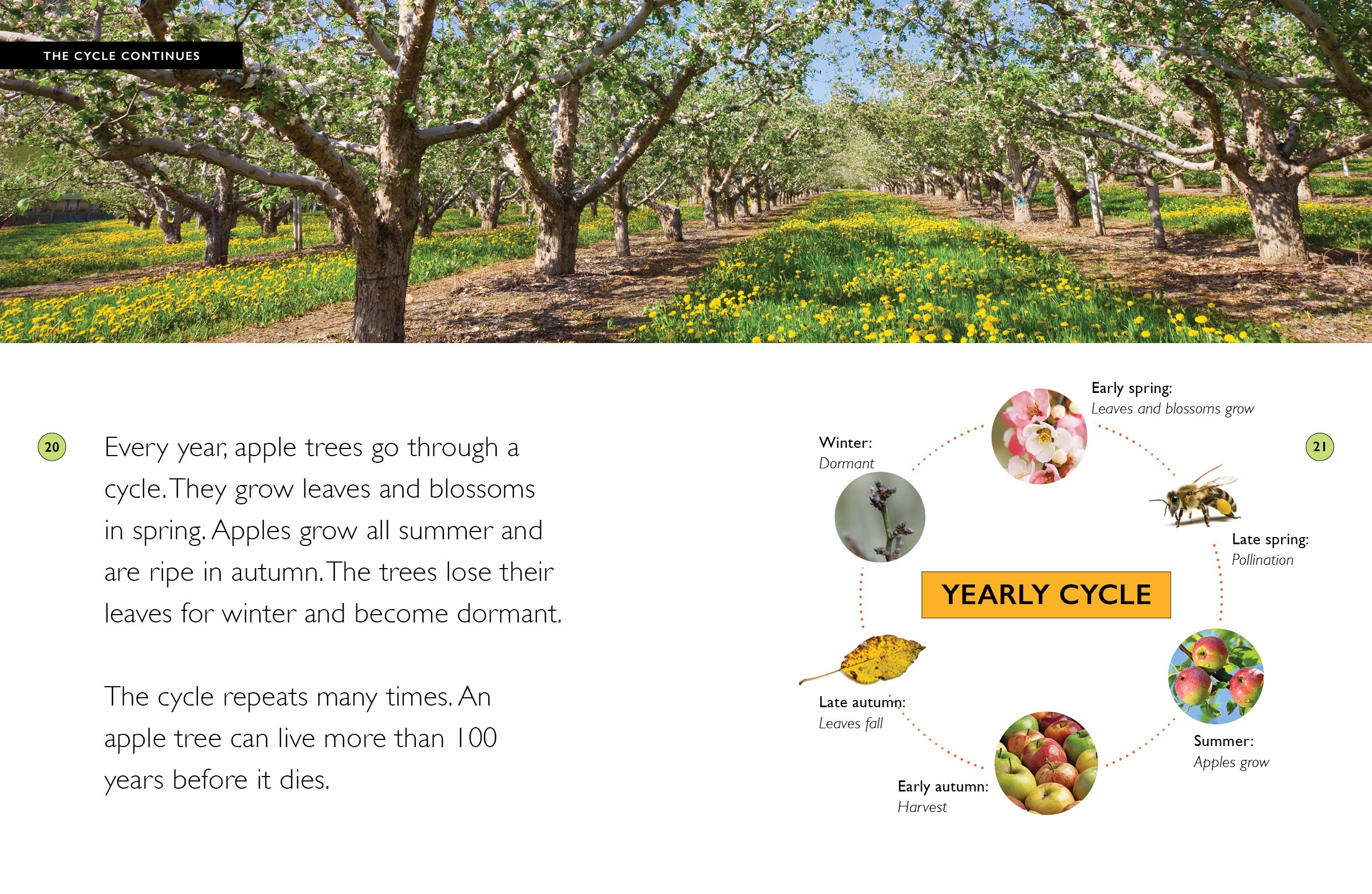 Fresh Organic Apples - Crisp & Juicy for Healthy Snacks, Baking & Smoothies | 9781640268500