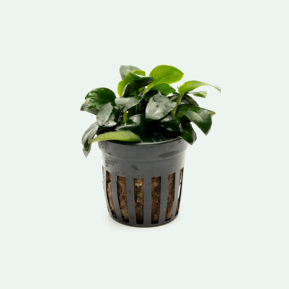 Anubias Barteri Petite Round Live Aquarium Plant - Easy Low Light Freshwater Aquatic Plant for Fish Tanks, Aquascaping & Nano Tanks
