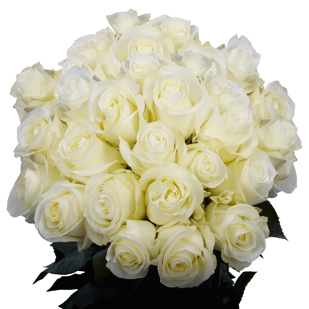 100 Fresh White Roses - Premium Cut Flowers for Bouquets, Weddings & Events - Next Day Delivery USA