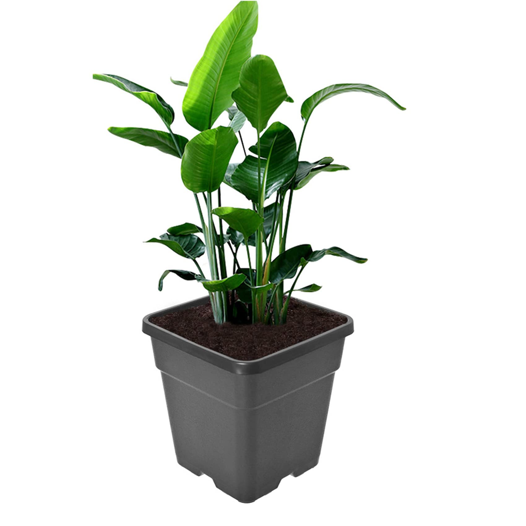 10-Pack 2 Gallon Plastic Plant Pots with Drainage Holes - Durable Injection Molded Flower Planters for Indoor/Outdoor Plants, Vegetables, Seedlings & Gardening - Perfect for Home, Garden, Nursery & Urban Farming
