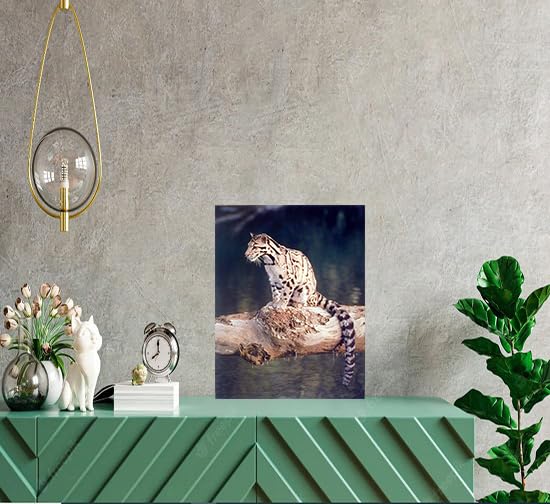 Wild Snow Leopard Big Cat Animal Wall Art Print - 16x20 Inches Framed Poster - Perfect for Living Room, Bedroom & Office Decor
