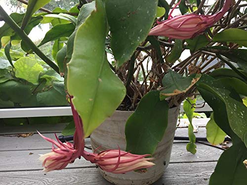 Epiphyllum 'Queen of the Night' Rare Cactus Plant - Rooted Cutting for Garden & Home Decor - Perfect for Indoor Houseplants, Outdoor Gardens, and Floral Arrangements