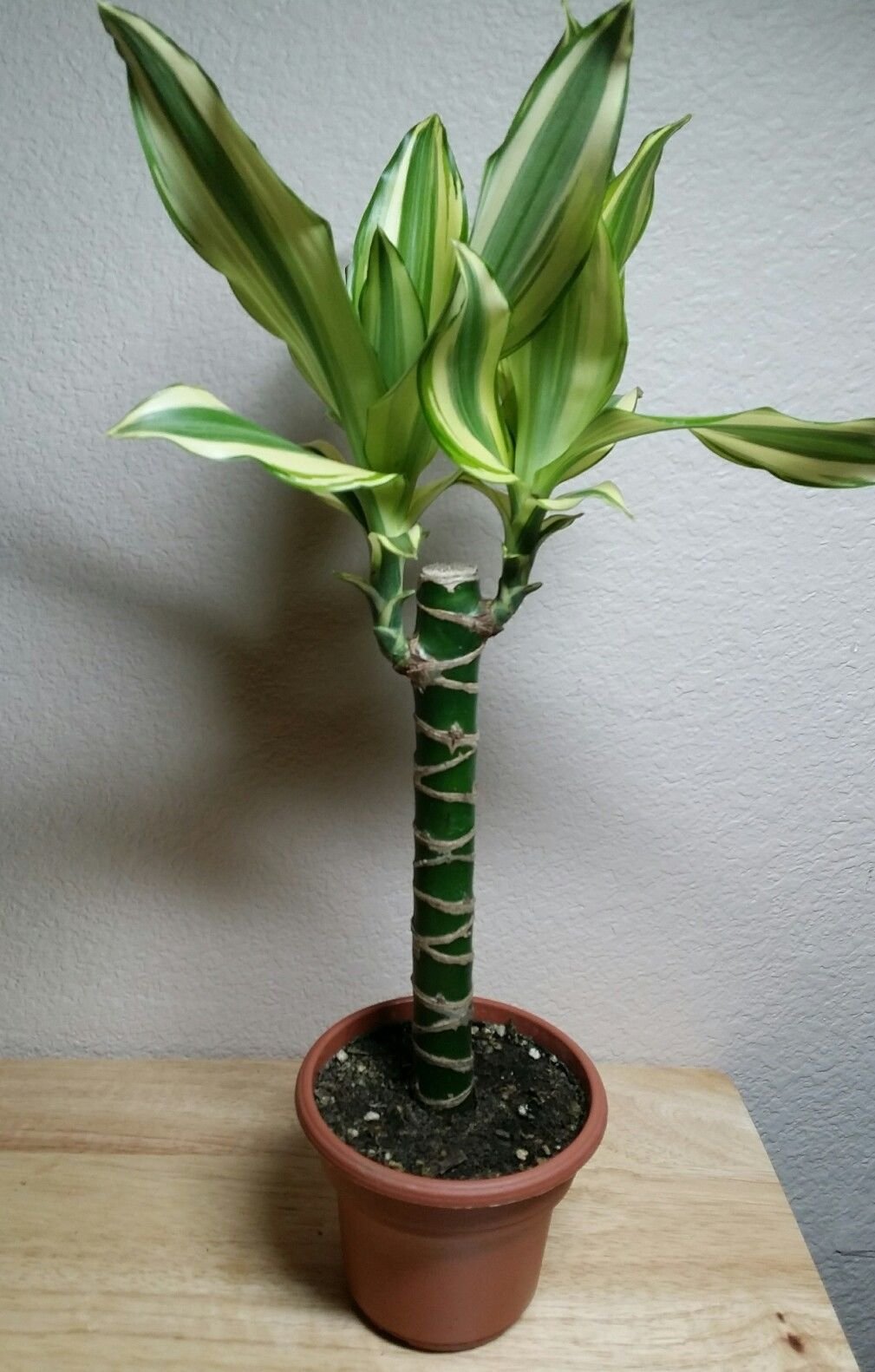 Dracaena Fragrans 'Corn Plant' - 6 Inch Indoor Houseplant in Pot - Easy to Grow Low Light House Plant for Home, Office, or Living Room Decor