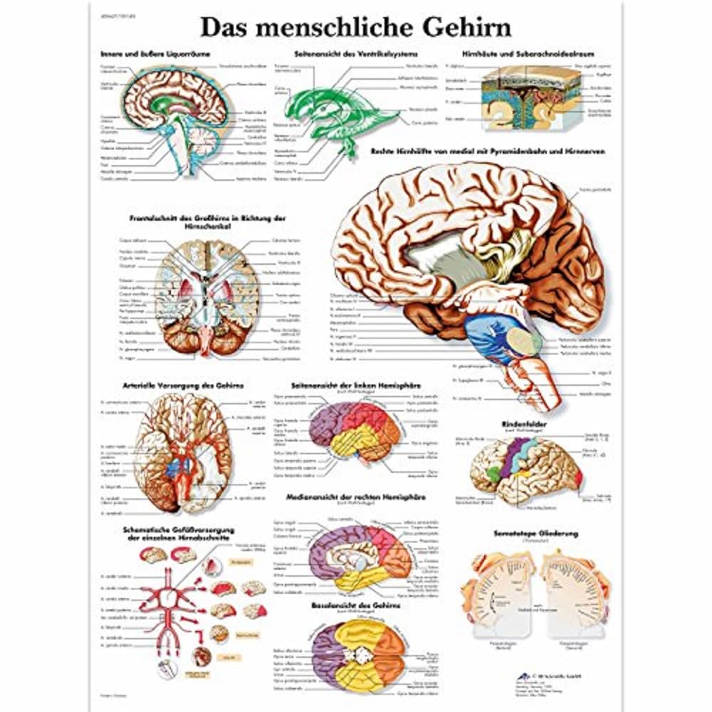 3B Scientific Human Brain Anatomical Chart - VR0615UU - Detailed Educational Poster for Medical Students & Teachers - Perfect for Classrooms, Labs & Study Rooms (German Language)