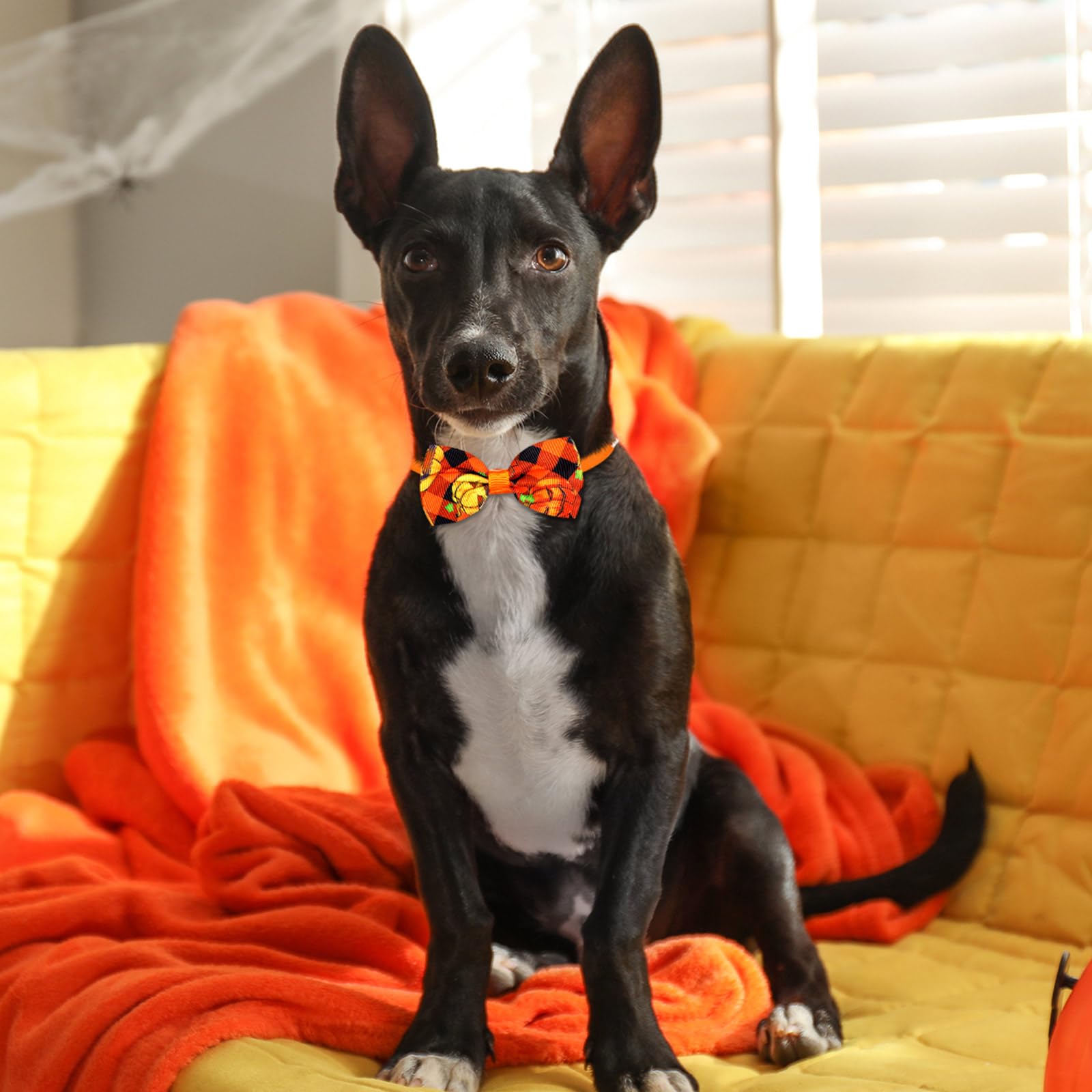 60 Pcs Halloween Dog Bows & Collars - Adjustable Pumpkin Ghost Bow Ties for Small Medium Dogs - 24 Neckties & 24 Bowties with 12 Bowknots - Perfect for Halloween Pet Costumes, Parties & Photo Shoots