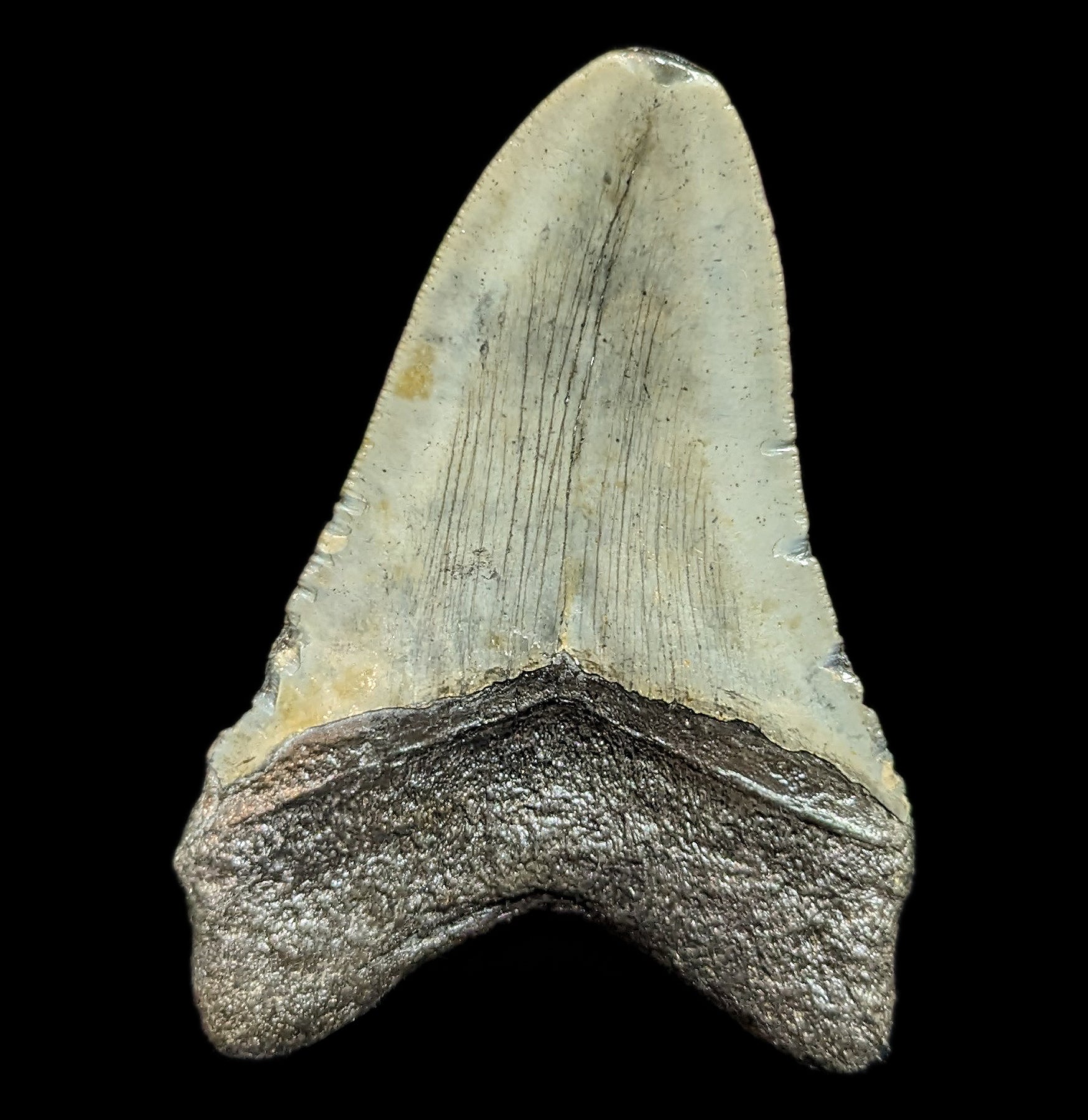 Authentic Megalodon Shark Tooth Fossil #46 - Collectible Prehistoric Specimen for Display, Education & Gifts