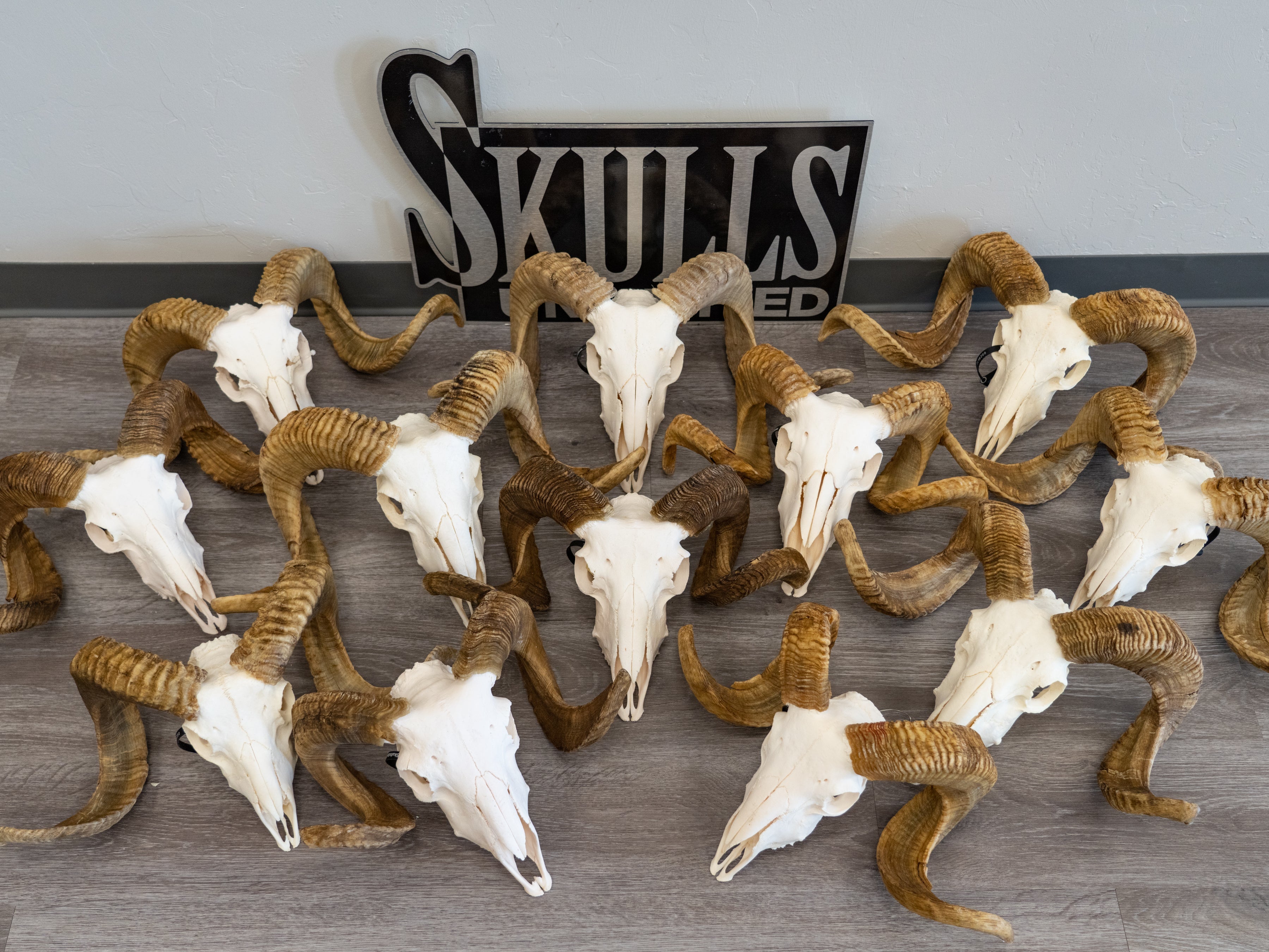 Authentic Domestic Ram Skull for Home Decor, Taxidermy, and Gothic Collections – Perfect for Wall Display, Halloween Decor, and Unique Gifts