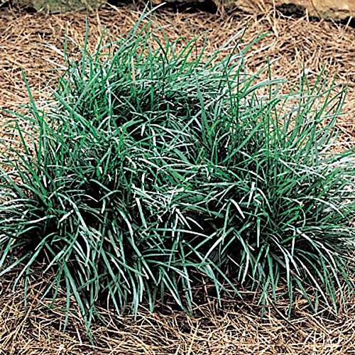 25 Plants Ophiopogon Japonicus Mondo Grass - Evergreen Ground Cover with Dark Green 1/8
