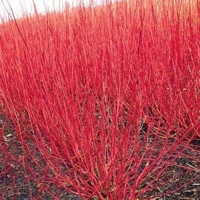 20 Red Dogwood Cuttings for Planting - Rootless Stems, Fast Growing, Vibrant Red Bark - Perfect for Landscaping, Garden Borders & DIY Floral Arrangements