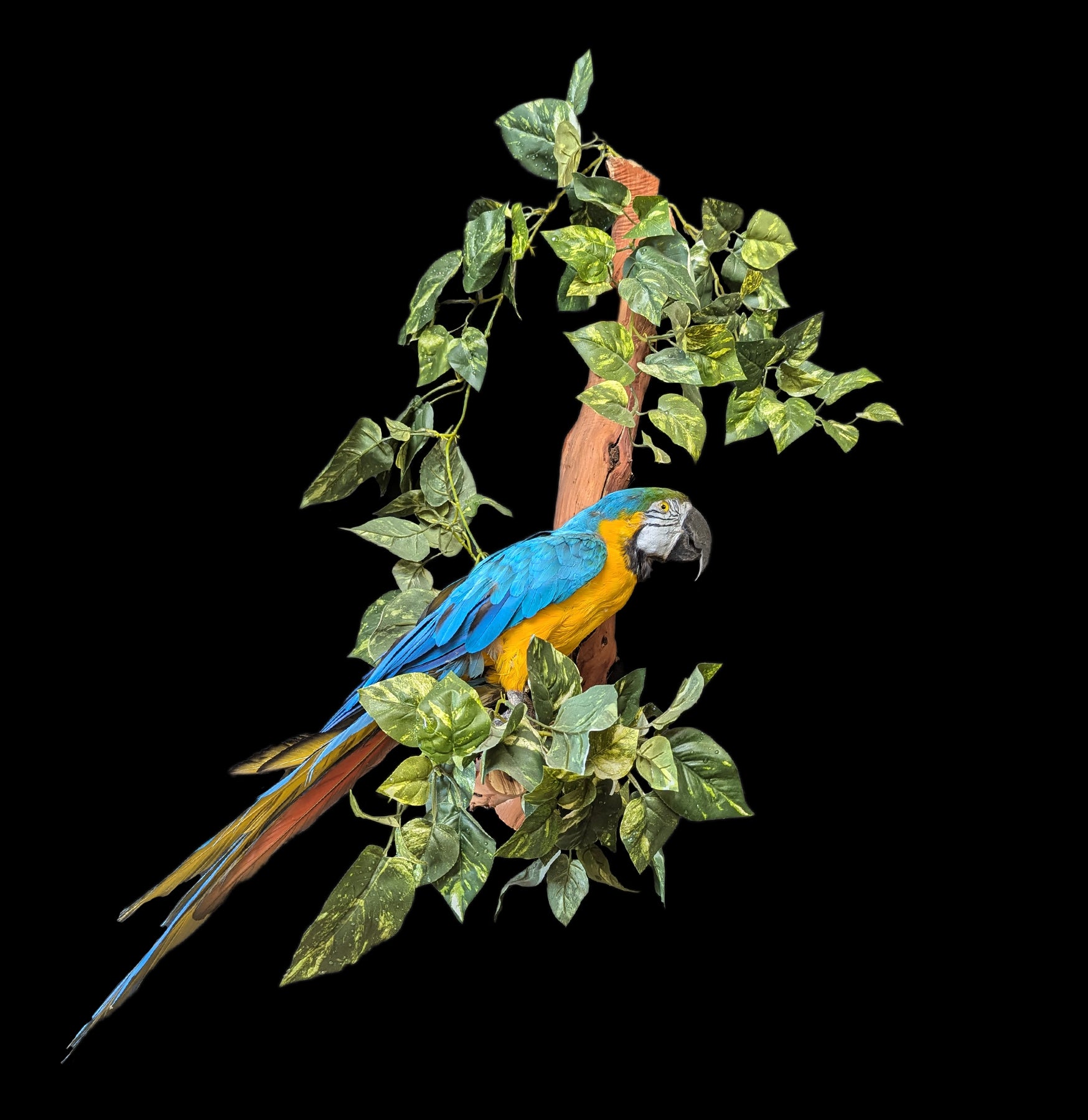 Realistic Blue and Yellow Taxidermy Macaw Mount - Lifelike Parrot Decoration for Home, Office, or Hunting Lodge Decor