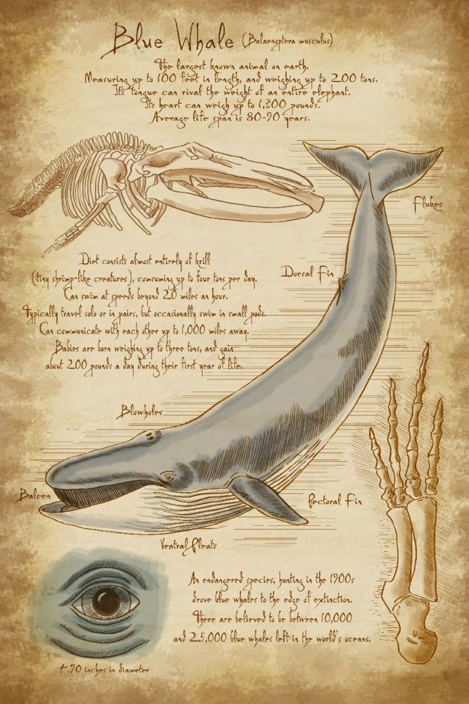 Lantern Press Blue Whale & Da Vinci Art Print - 16x24 Wrapped Canvas Wall Decor for Living Room, Bedroom & Office - Modern Home Artwork for Nature & Science Lovers