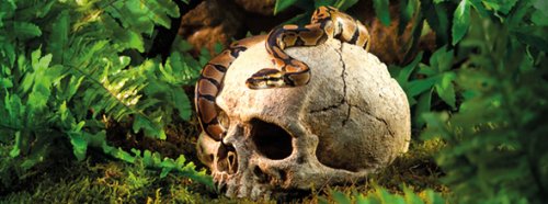 Exo Terra Primate Skull Terrarium Decor - Realistic Reptile Habitat Ornament for Geckos, Snakes & Lizards - Perfect for Jungle, Desert & Gothic Terrarium Themes