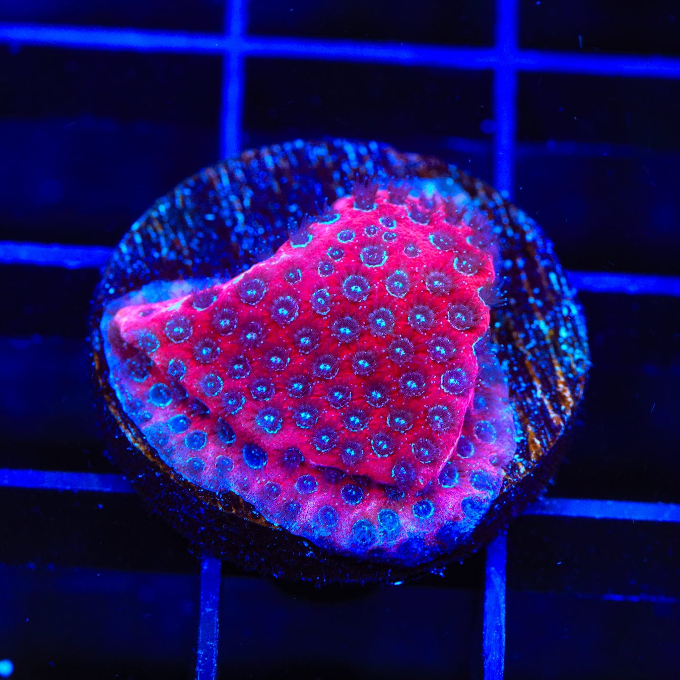 Darth Maul Porites Coral - Vibrant Saltwater Aquarium Coral for Reef Tanks | Perfect for Marine Aquascaping & Coral Propagation