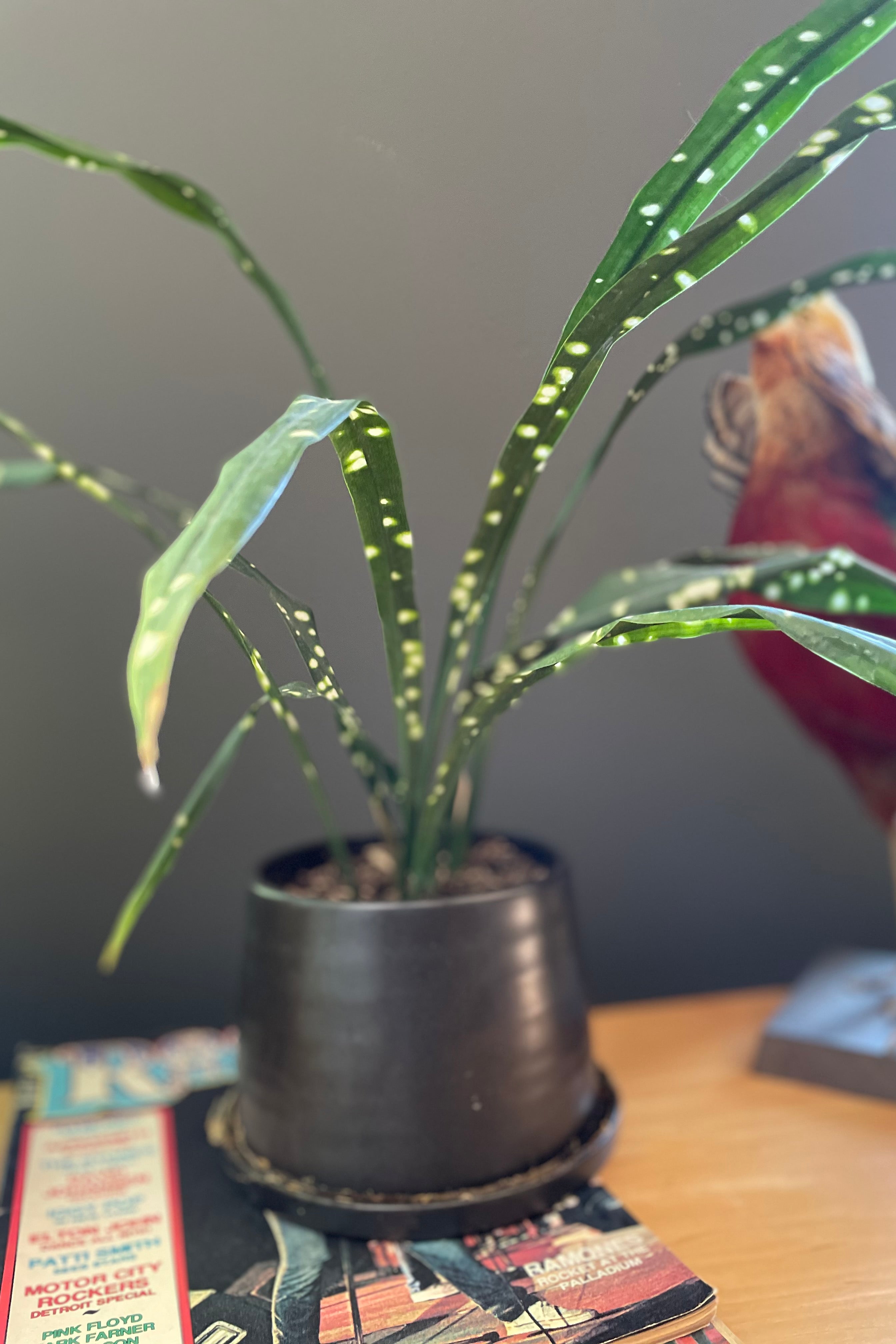 Aspidistra yingjiangensis 'Singapore Sling' - 6 Inch Indoor Plant for Home & Office Decor | Low Light Houseplant for Living Room, Bedroom, or Workspace