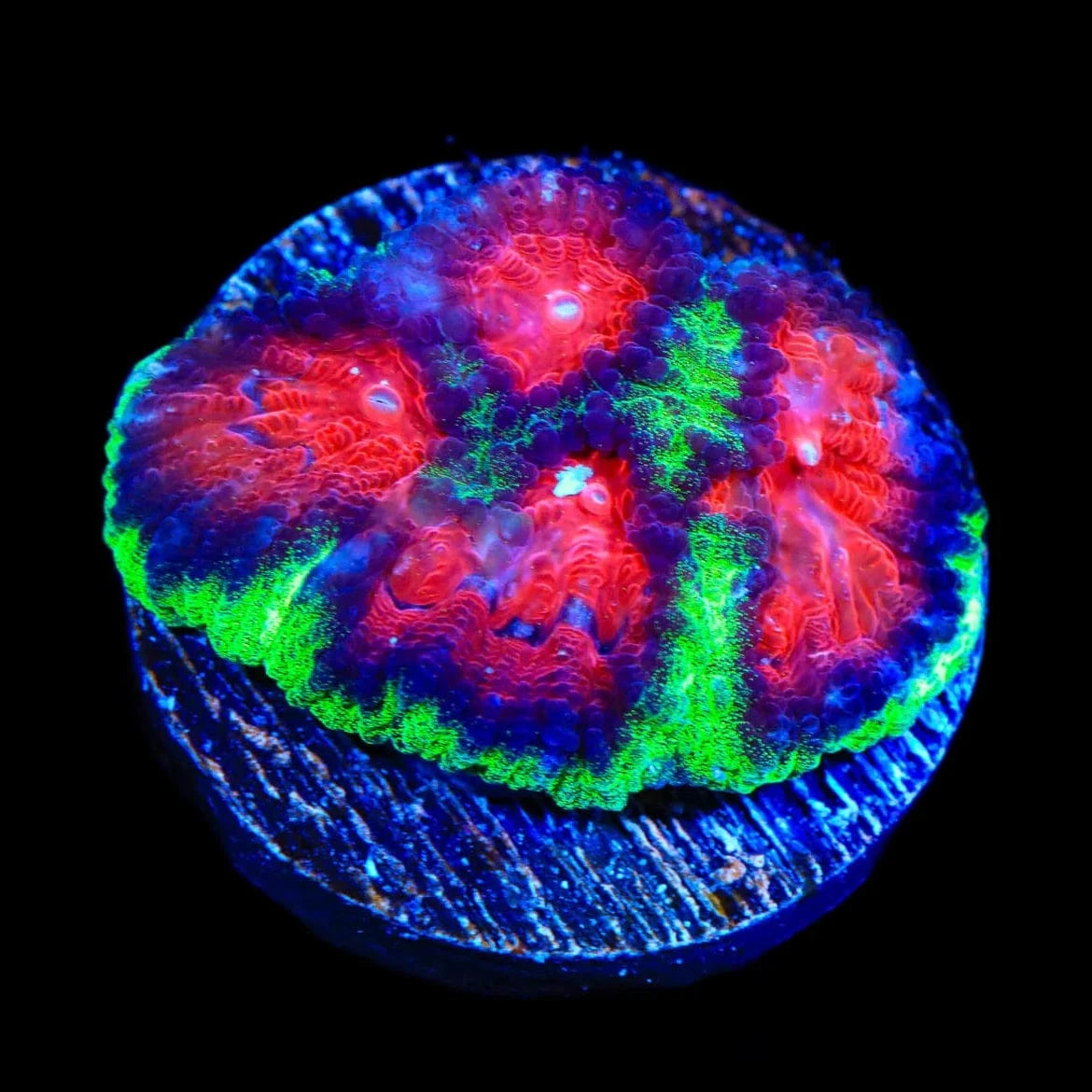 Christmas Favia Coral for Saltwater Aquariums - Vibrant Coral for Reef Tanks, Marine Displays & Aquatic Decor