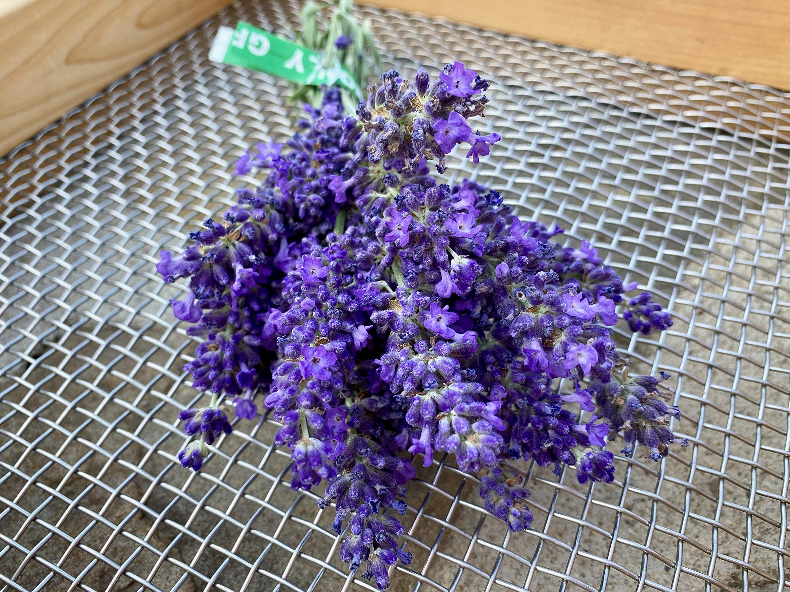 Premium Blue Spear Lavender Seeds - Non-GMO Heirloom Herb & Flower Seeds (50 Count Pack) for Home Gardening, Landscaping & DIY Projects - Perfect for Herb Gardens, Flower Beds & Outdoor Planting - Made in USA
