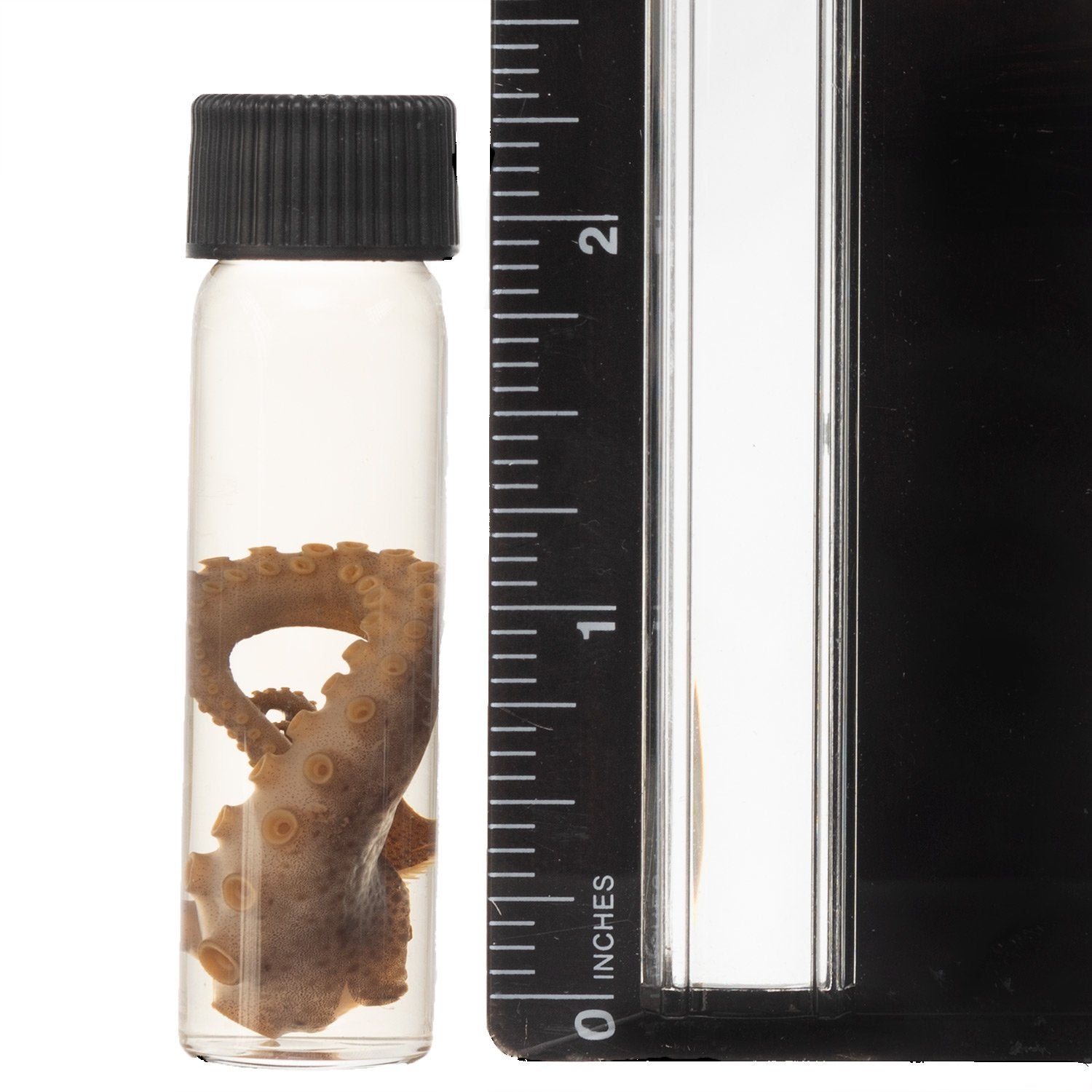 Authentic Real Tentacle Wet Specimen - Preserved Marine Biology Specimen for Science Education & Oddity Collectors | Perfect for Classroom Display, Gothic Decor & Curiosity Cabinets