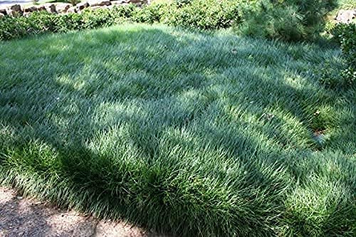 Mondo Grass Ophiopogon Japonicus - 100 Live Bare Root Plants | Shade-Tolerant Evergreen Ground Cover for Landscaping | Perfect for Borders, Rock Gardens & Container Planting