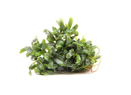 Dennerle Bucephalandra Micrantha 'Needle Leaf' Live Aquarium Plant - Easy Low Light Aquatic Plant for Fish Tanks, Nano Tanks & Aquascaping