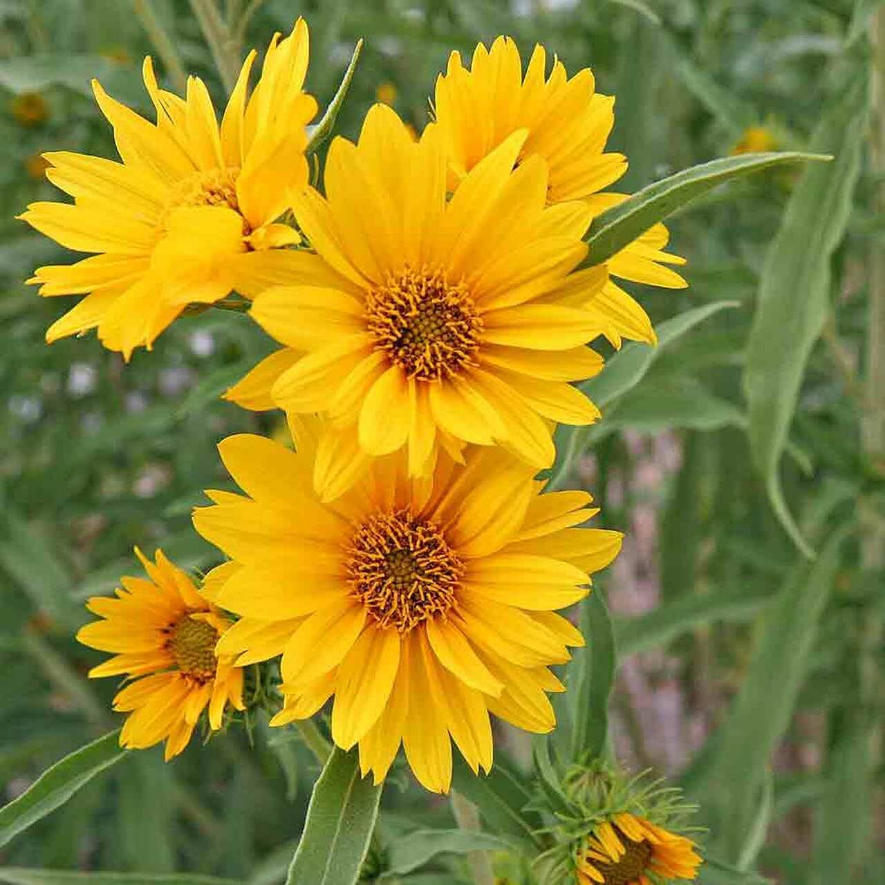 Maximilian Sunflower Seeds - Non-GMO Perennial Flowers Attract Butterflies & Finches, Grows Up to 8 Feet Tall - 50 Count by OrginBud - Perfect for Butterfly Gardens, Pollinator Habitats & Backyard Landscaping