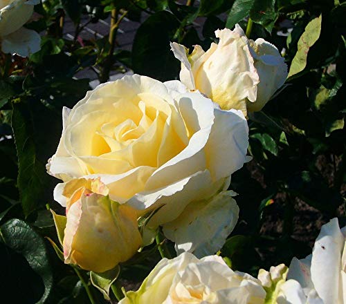 20x30 Inch Laminated Rose Floral Poster - Vibrant White Flower Wall Art for Home Decor - Perfect for Living Room, Bedroom & Office Framing