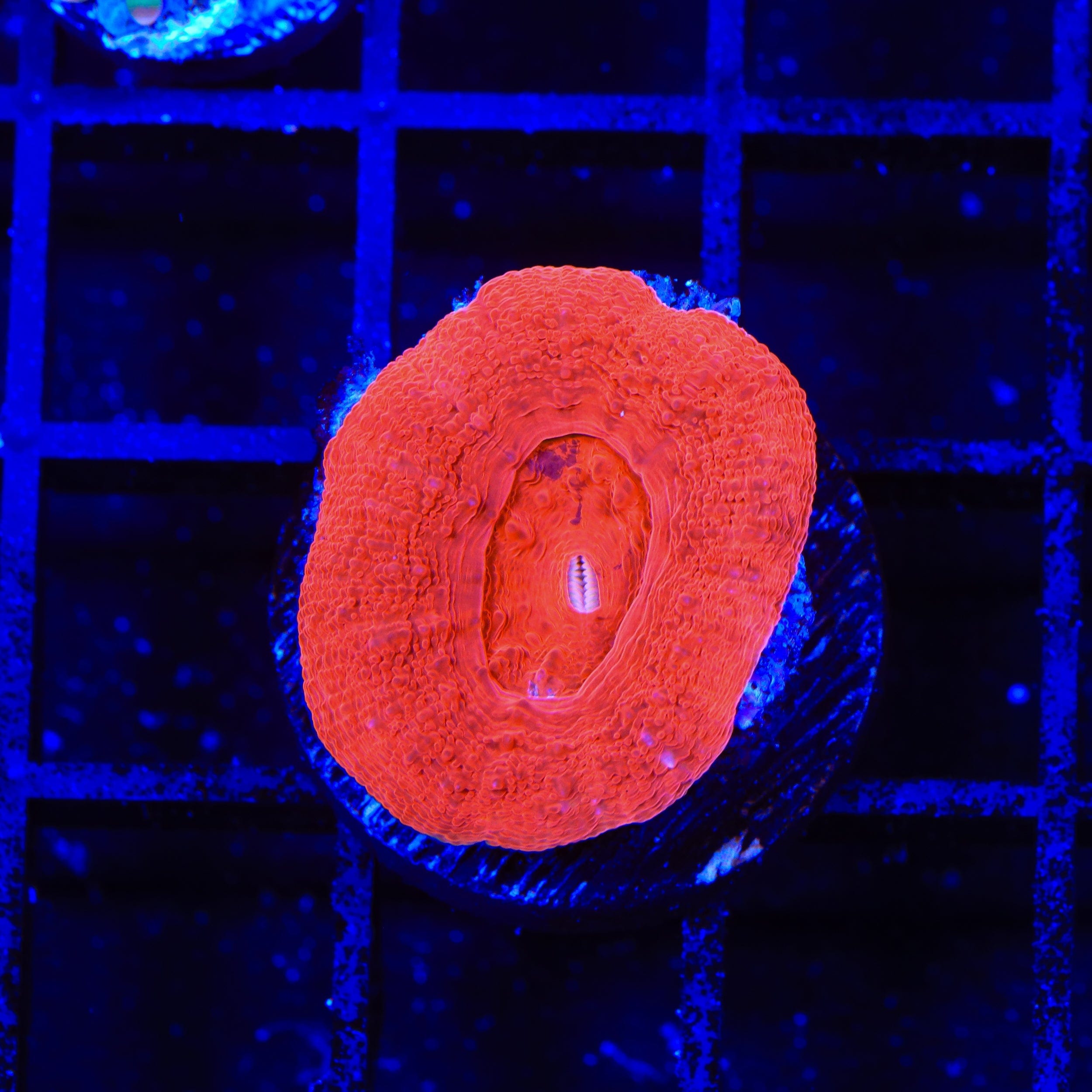 Buy Cherry Bowerbankii Coral - Vibrant Red Coral for Saltwater Aquariums & Reef Tanks | Perfect for Marine Life Enthusiasts & Home Decor
