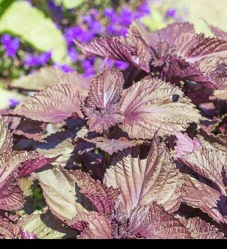 Purple Perilla Seeds (Shiso) - 14 LB Bulk Pack - Aromatic Frilled Leaves for Salads, Garnishing & Cooking - Red Mint Flavor - 700 Seeds - Perfect for Home Gardens & Culinary Use