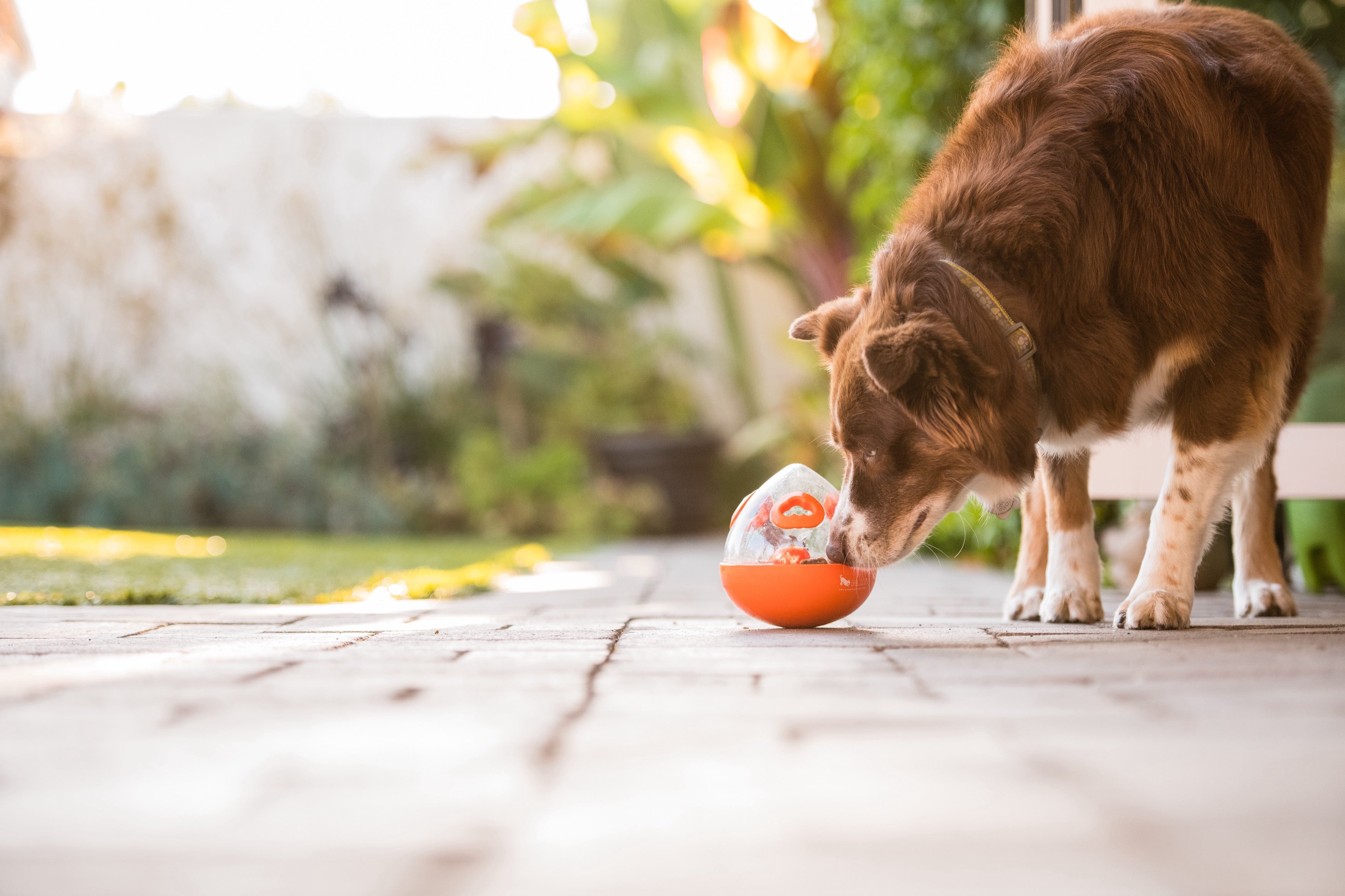 Interactive Wobble Ball Dog Toy with Treat Dispenser - Orange | Pet P.L.A.Y. | Fun Puzzle Game for Dogs to Stay Active & Entertained
