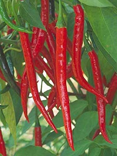 Kung Pao Asian Pepper Seeds (50 Count) - Hot & Spicy Chinese Chili for Authentic Stir-Fry, Szechuan Cuisine & Home Gardening - Perfect for Asian Cooking, Hot Sauce Making & Organic Herb Gardens