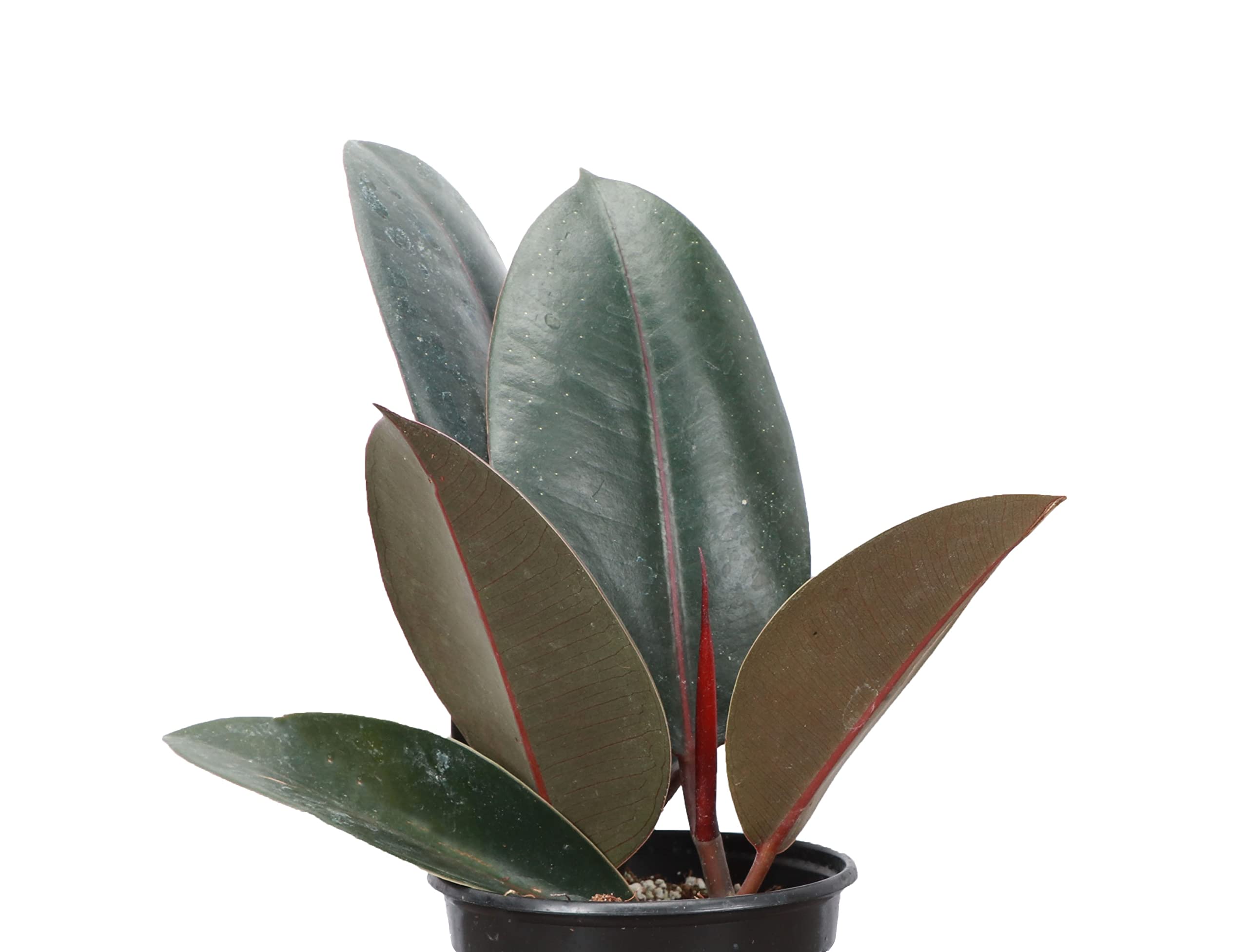 Thorsen's Greenhouse Ficus Elastica Burgundy Rubber Plant - Live Indoor Houseplant in 4