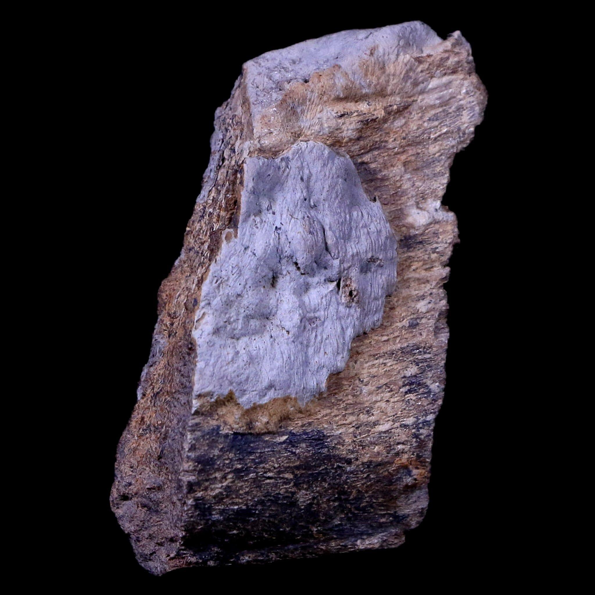 Authentic Gryposaurus Fossil Rib Bone - Duck-Billed Dinosaur Fossil from Judith River, Montana with COA | Rare Paleontology Specimen for Collectors, Museums & Educational Displays