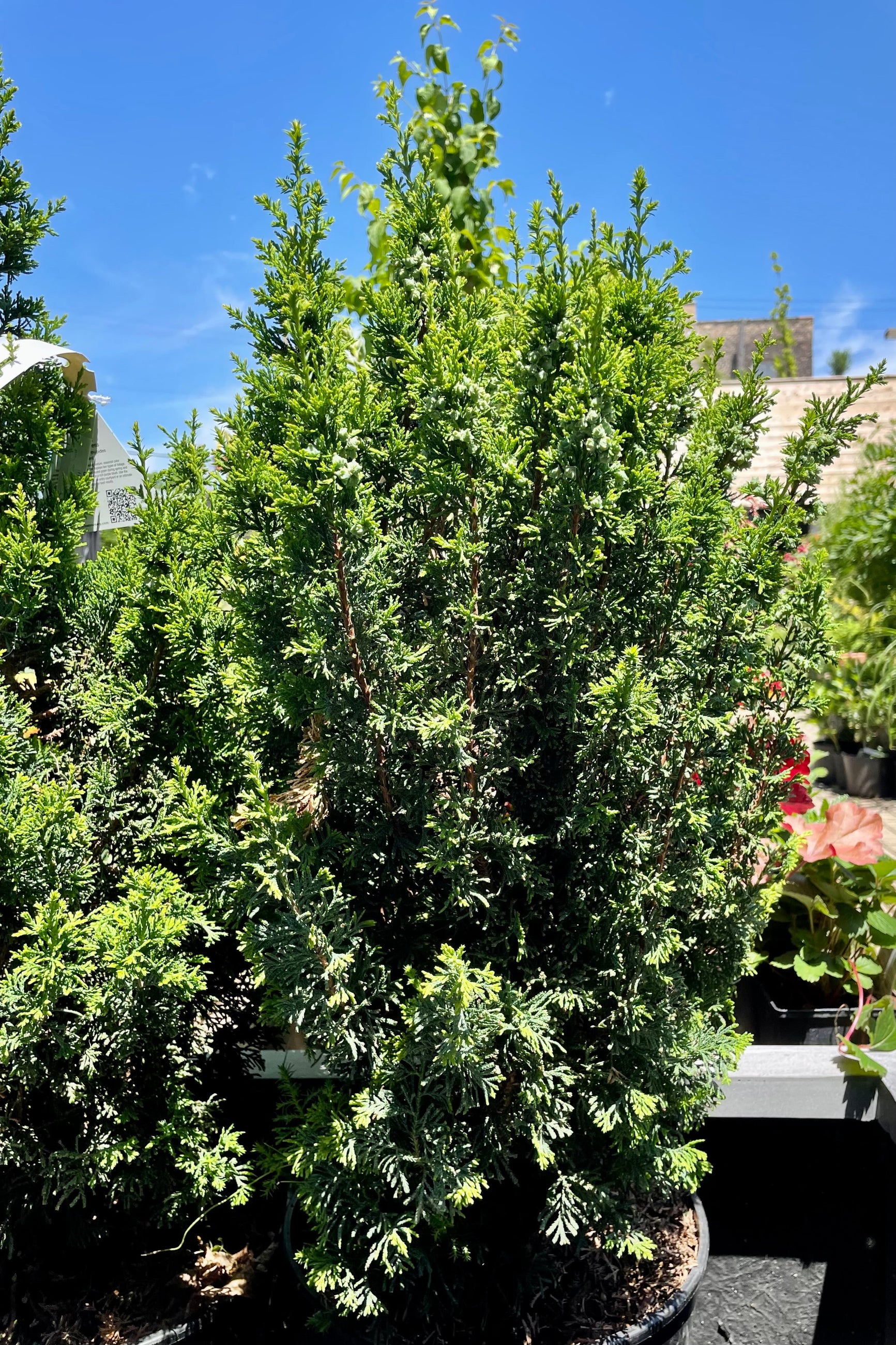 Chamaecyparis thyoides 'Top Point' - 3 Gallon Potted Dwarf Atlantic White Cedar - Perfect for Small Gardens, Rock Gardens & Container Planting